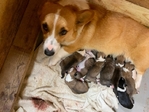 Pembroke welsh corgi pups