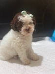 Beautiful Toy Shi-Poo Puppies