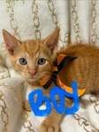 Free Kittens to good home!