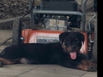 Akc registered Rottweilers