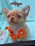 AKC  Stunning Longcoat Male Micro Chiuahuas