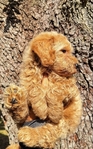 Golden doodle pups