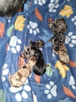 Ckc long haired miniature dachshund