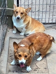 Pembroke corgis AKC adults & pups