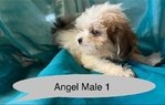 Shih Tzu's and Maltese $100 @ up