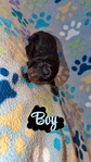 AKC bloodline Doberman puppies