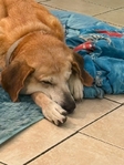 Black Mouth Cur/Yellow Lab