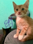 Free kittens to good home!