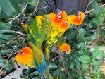 Sunconure Birds For SALE