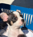 Gorgeous AKC Female White with Black Applehead Chihuahua