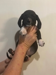 Mini dachshunds