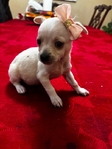 Adorable T-Cup/Toy Chihuahua Puppies