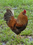 Free roosters