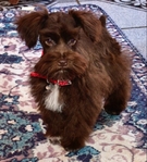 Be My Valentine! Toy/Miniature Schnauzer Female Puppy