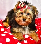 AKC Yorkie Puppies