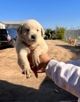Golden retriever Puppies available
