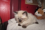 Ragdoll kittens for sale