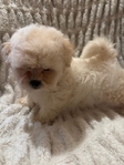 Beautiful Toy Shihtzu/Longhaired Frenchbulldog Puppies