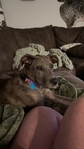 Female Catahoula Mix