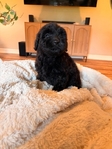 F1B Labradoodles