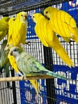 Baby Quakers!