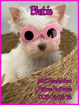Stunning Tiny AKC Exotic Colored Yorkies