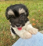 CKC MALE MORKIEPOO ($400.00 )