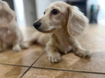 Mini Longhair Dachshund Puppies