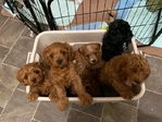 Adorable Cavapoo puppies