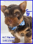 Stunning AKC Male Yorkies