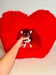 Teacup and micro pocket Chihuahua puppies. Chihuahuas