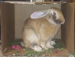TAMUK Rabbits for Sale