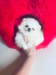 Pomeranian puppies Teddy Bear Poms