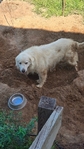 2 Great Pyrenees