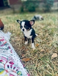 Chihuahua elite puppies / Applehead females
