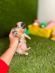 Apple head Chihuahua puppies AKC.