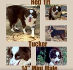 Curry’s Australian Shepherds 
ASDR Mini Australian Shepherds