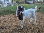Nubian Goats