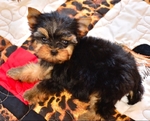 AKC Yorkie Puppies