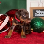 Doberman pups