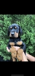 Doberman Puppies for sale
