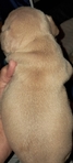 French Bulldog Puppies