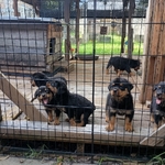 AKC German Rottweiler Puppies