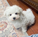 AKC MALE MALTESE ( 1 LEFT )