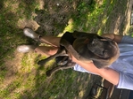 Lab mix puppies FREE