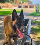 Belgian Malinois