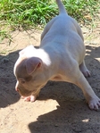Bully PitBull Puppies