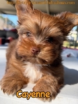 AKC Male Micro Yorkie
