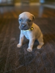Cane Corso Puppies