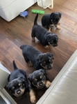 Top Quality Rottweiler Puppies